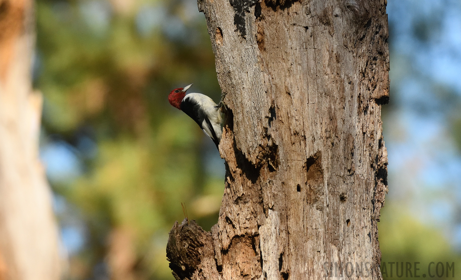 Melanerpes erythrocephalus [400 mm, 1/1600 sec at f / 7.1, ISO 1600]